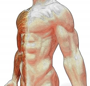 core muscles